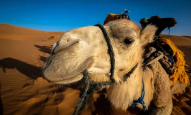 3 Days Desert Tour from Marrakech to Marrakech
